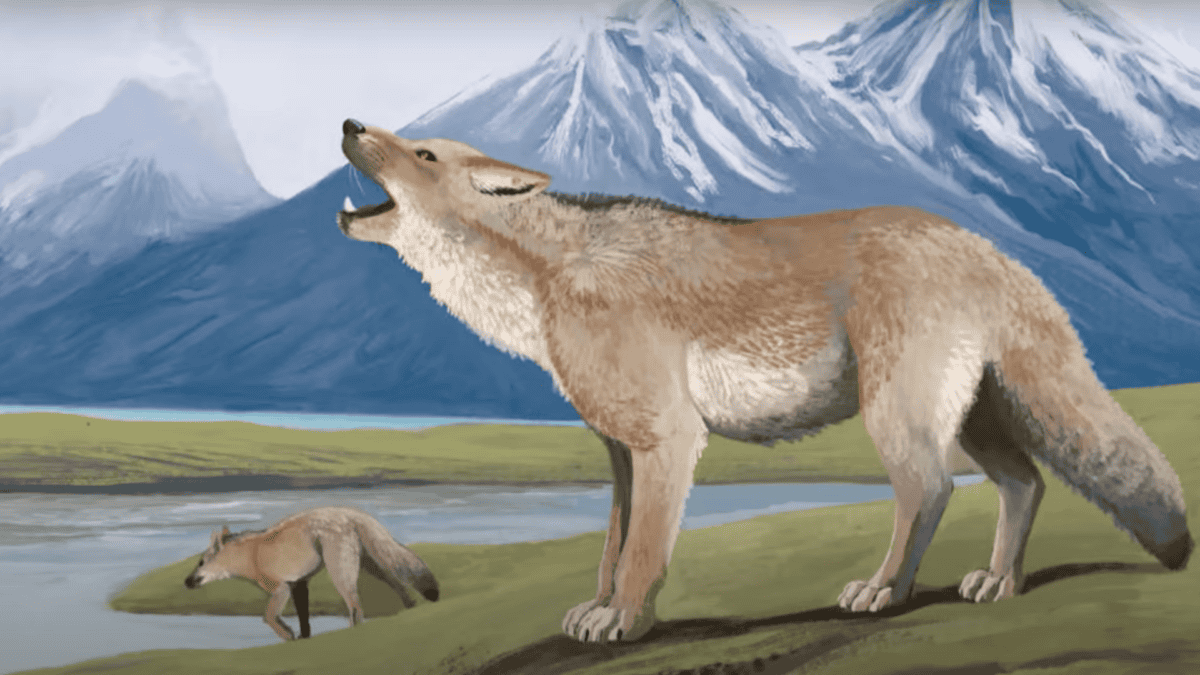 Paleolithic dog howling.
