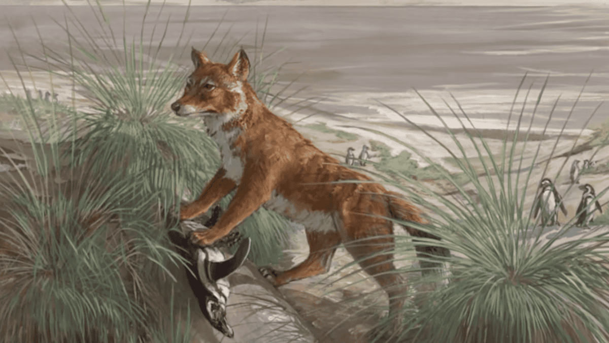 Paleolithic dog hunting a penguin.
