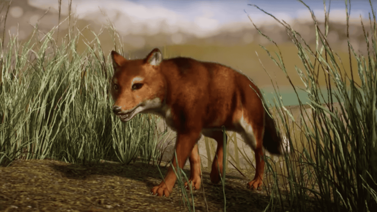 Prehistoric dog walking through grass.