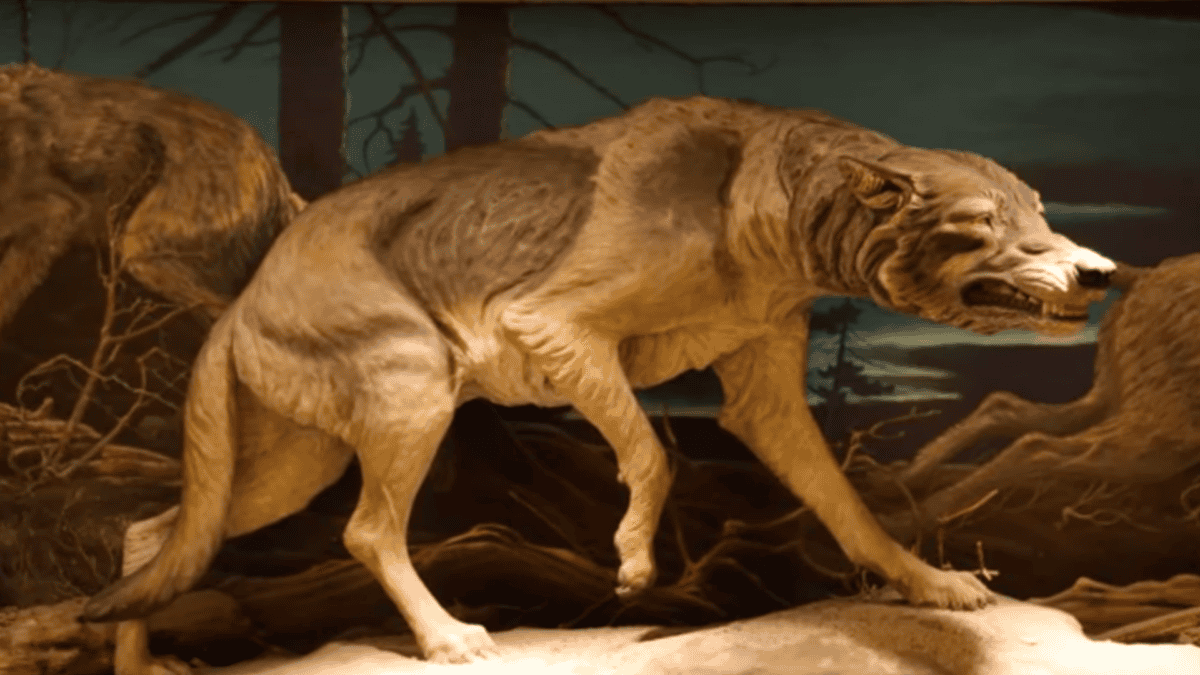 Exhibit of a scowling Paleolithic dog.