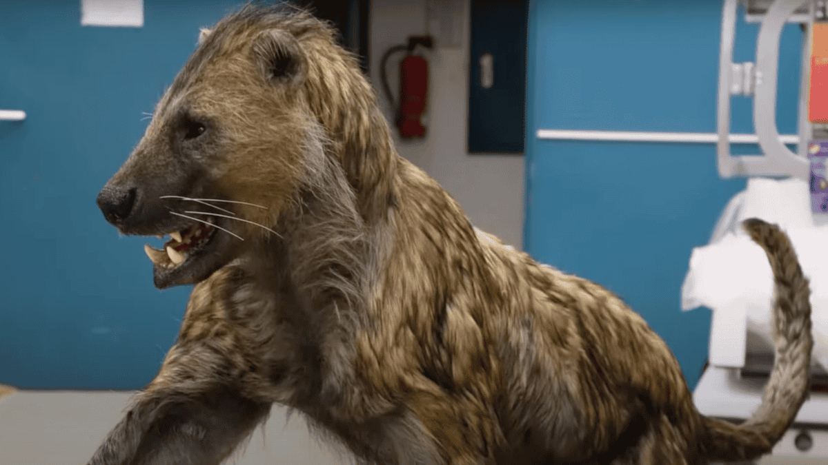 Display of a preserved Paleolithic dog.
