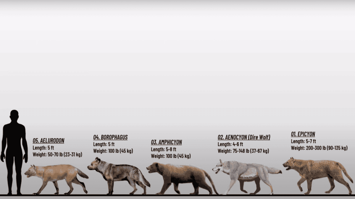 Different sizes of prehistoric dogs.