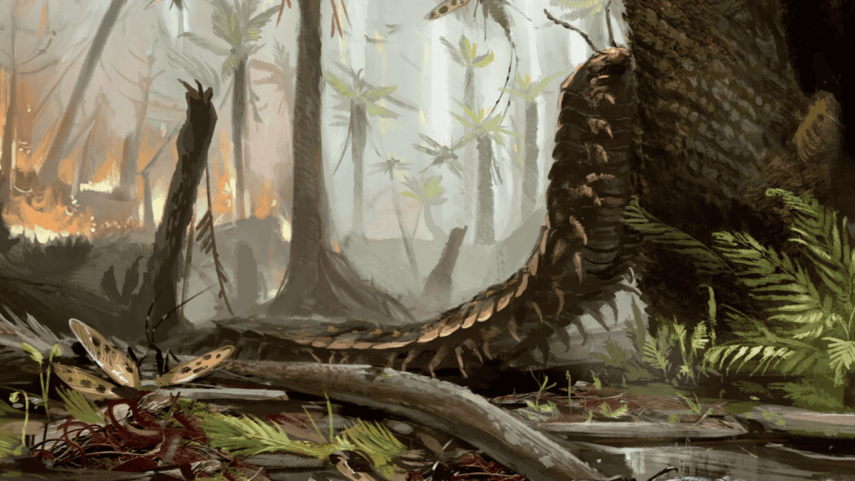 Giant millipede in the forrest.