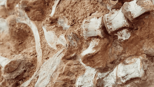 237 Million Year Old Fossil In Brazil Is Older Than Dinosaurs