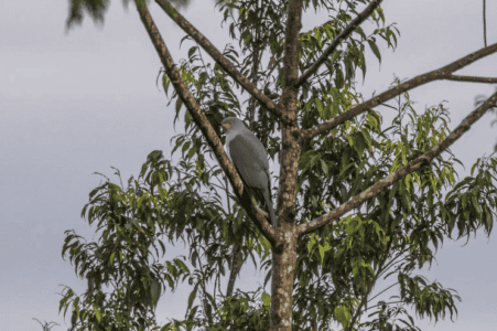 Photographer Stumbled Upon A &lsquo;Lost Specie&rsquo; Last Seen in 1969 in Nakanai Mountains