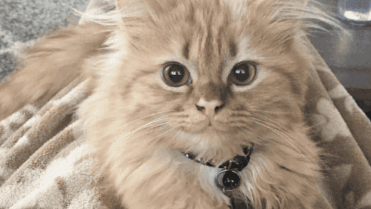 Little Kitten Cannot Stop Smiling After Being Adopted