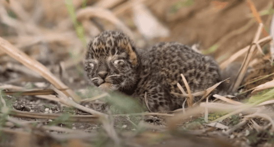 Farmer Find Lost Tiny 2-day-old Leopard Cub and Decides to Bravely Reunite it with its Mother