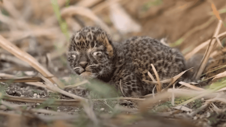 Farmer Find Lost Tiny 2-day-old Leopard Cub and Decides to Bravely Reunite it with its Mother