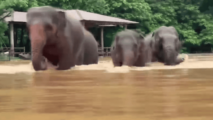 How Rainstorms and Flooding Affect Animal Habitats