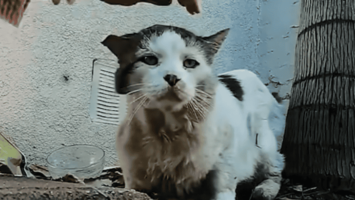 Abandoned Cat Finally Adopted After 1,461 Days