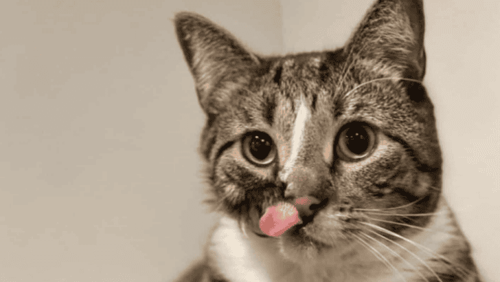 Cat Missing Half Of Its Face Finally Finds Its Forever Home