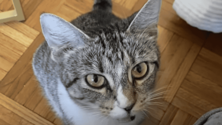 A Mysterious Foster Cat Was Hiding a Big Secret
