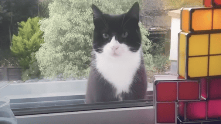 Cat Waits Outside a Guy’s Window Until He Is Adopted