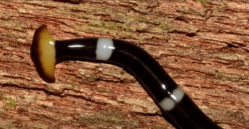 Hammerhead worm