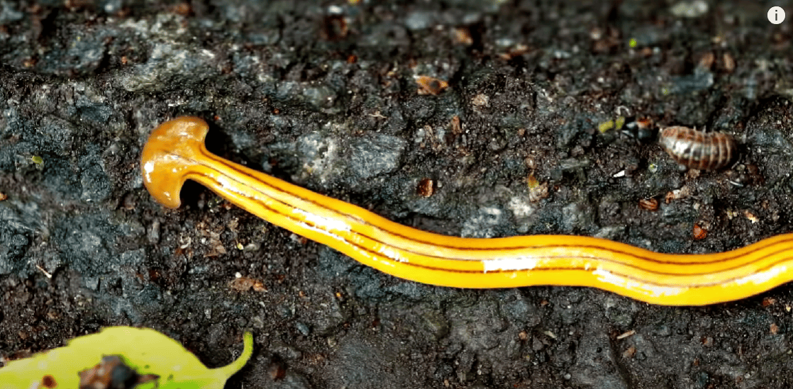 worm