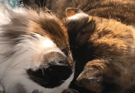 These Two Cats Fell In Love In Retirement