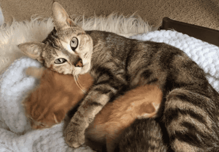 Stray Cat Finally Reunited With Her Kittens In A Foster Home