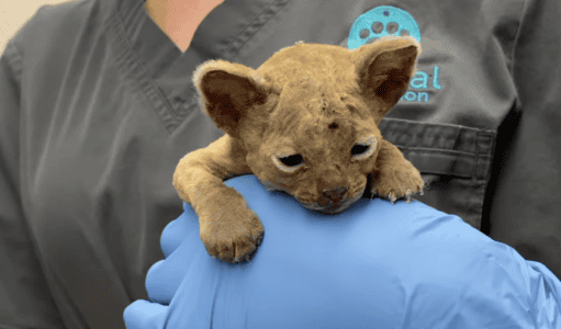 Helpless Kitten Rescued Just In Time From A Dumpster Fire