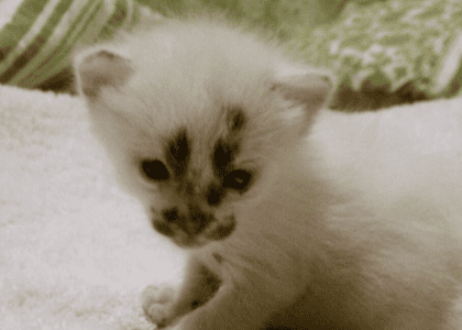 Tiny Unique Kitten With Crossed Eyes Rescued from a Construction Site