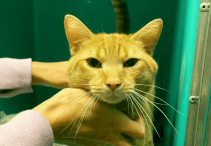 Desperate Shelter Cat Holds Out Paw For Anyone Passing By Kennel, Reaching for Love