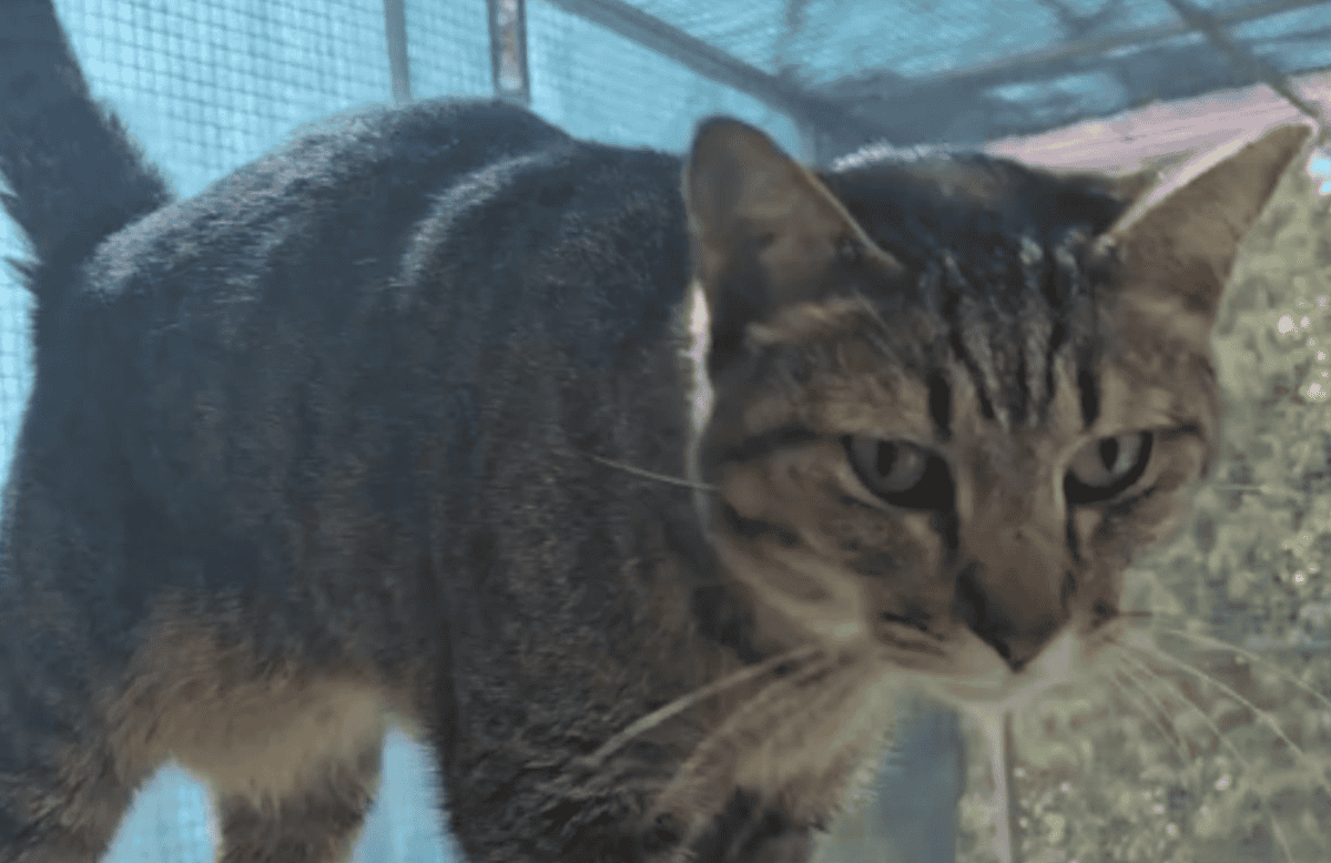 Heartbroken cat returned to shelter after 7 years.