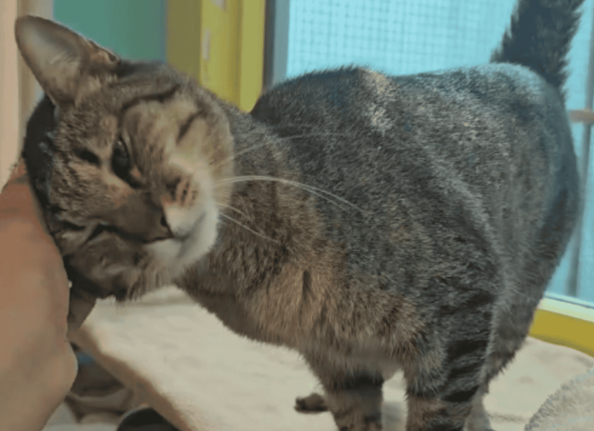 Heartbroken cat returned to shelter after 7 years.