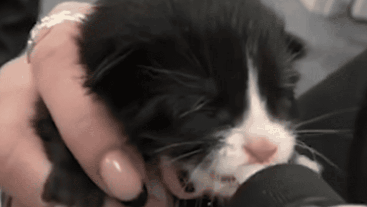 4 Tiny Helpless Kittens Found Trapped Inside Trash Bag Rescued Just in Time