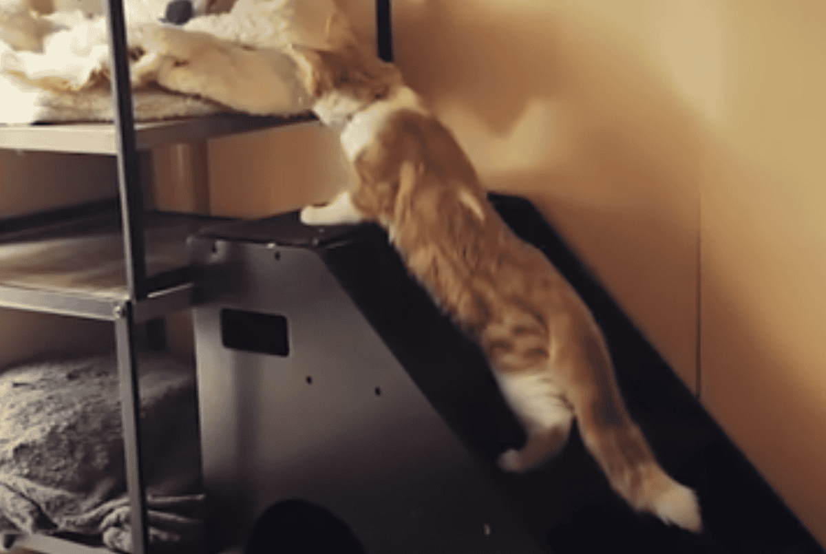 Paralyzed kitten learns to walk.