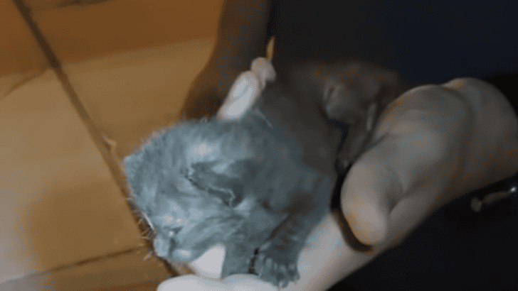 Tiny Shivering Kitten Saved Just in Time By A Couple On A Date