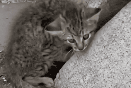 Terrified Kitten Rescued on the Highway Just in Time
