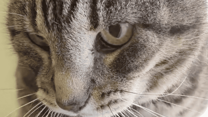 Cat Cries for Its Owner Who Just Passed Away