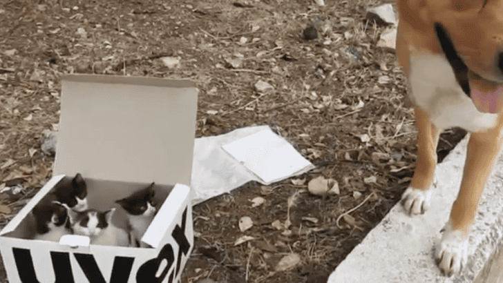 Dog Discovers A Box Of Abandoned Kittens On A Walk