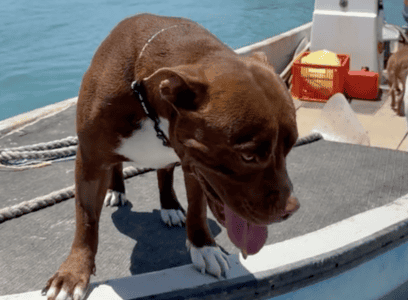 Poor Dog Gets Bitten By A Shark And Makes A Great Recovery