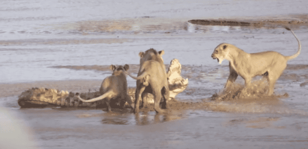 Insane Lion vs Crocodile in an Epic Fight