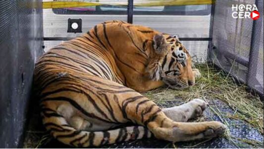 Runway Tiger Causes Chaos After Escaping From Mexican Zoo