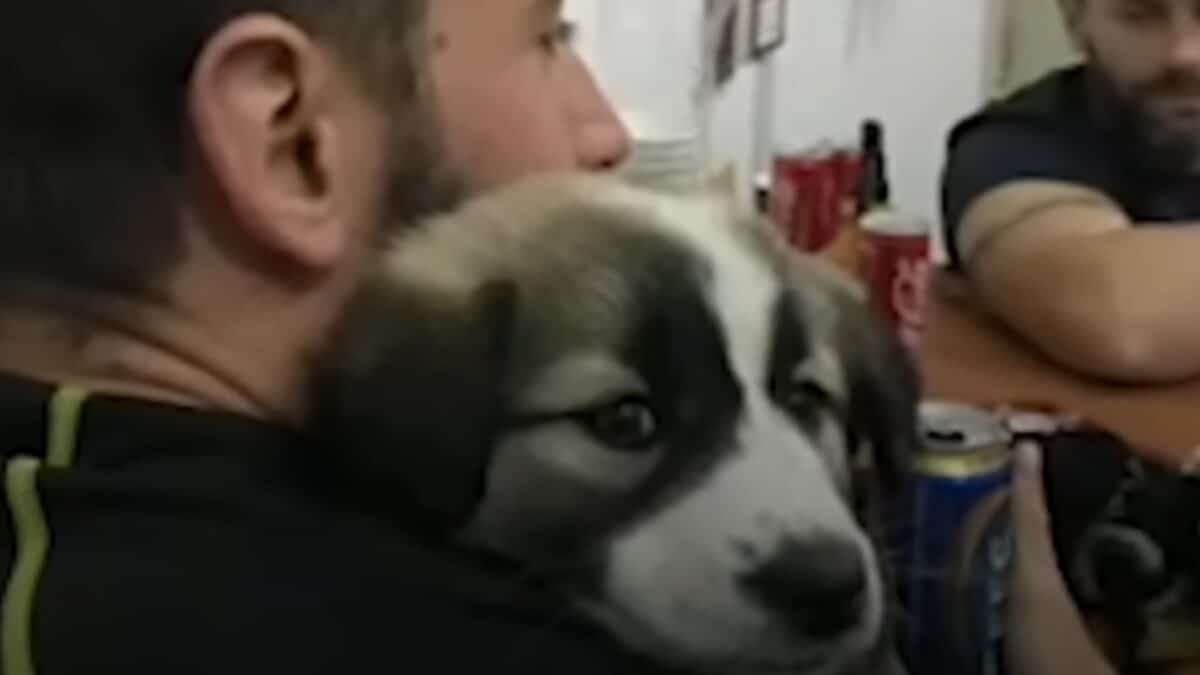 Puppy