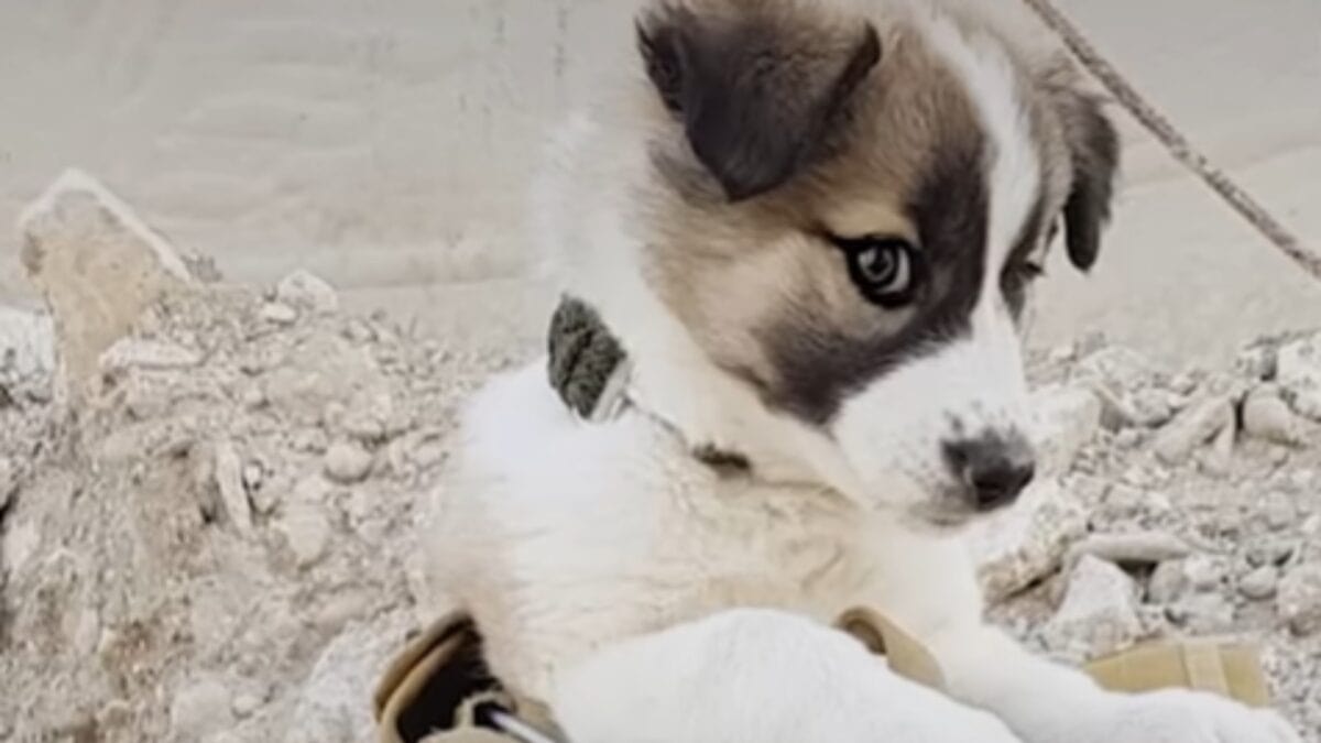 Puppy