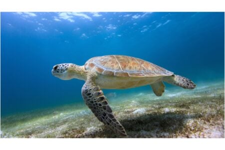 13 Animals Being Born With Plastic in Their Bodies