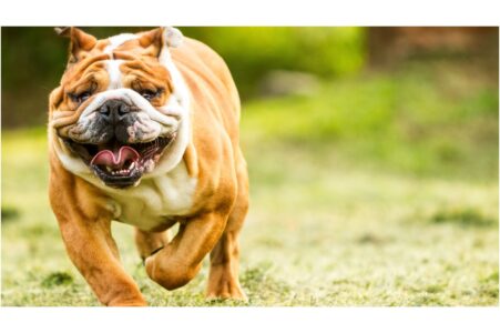 15 Ways Dogs Show Loyalty Without Saying a Word