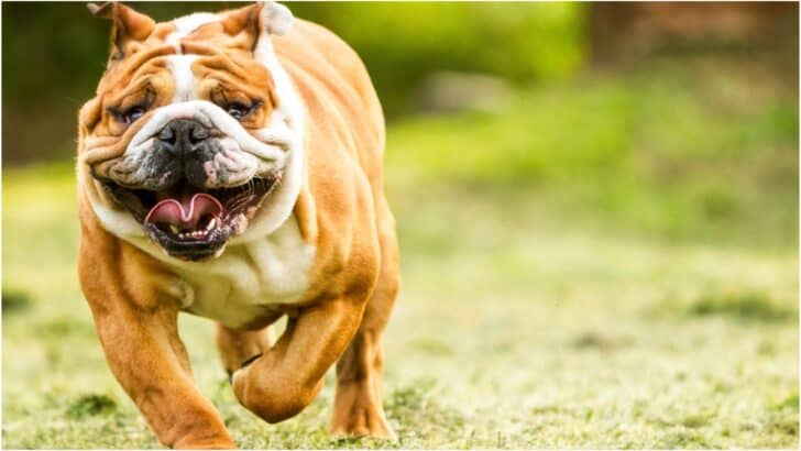 How to Help Your Pet Lose Weight and Stay Fit