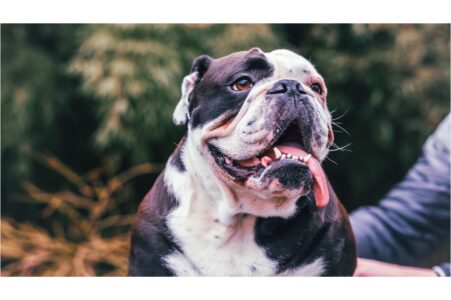 11 Things Humans Do That Dogs Dislike