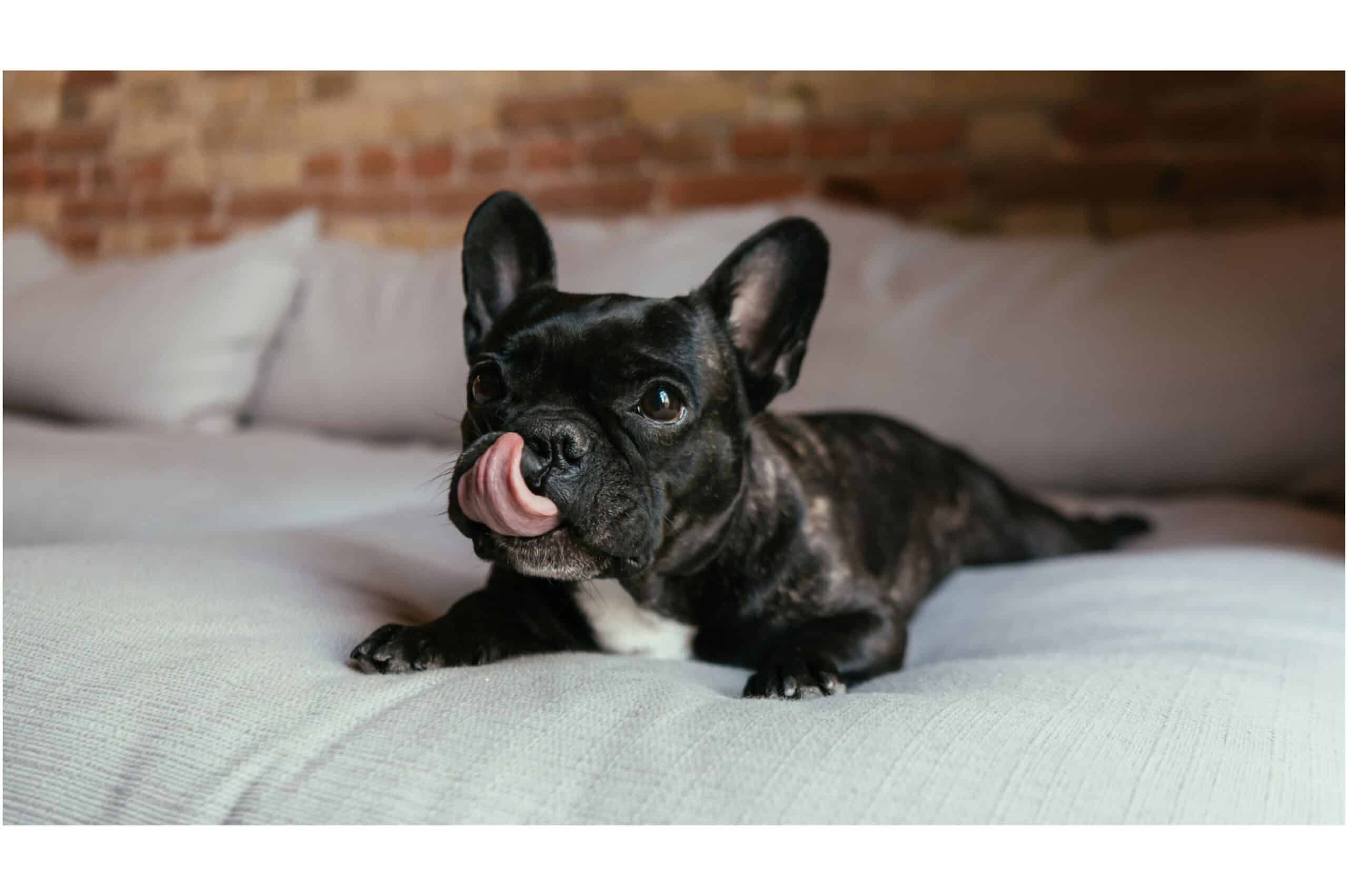bulldog