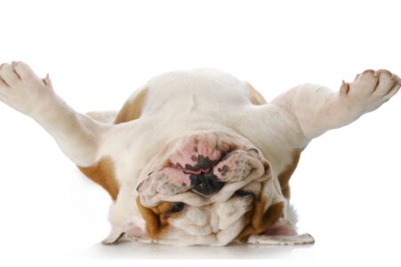 The 10 Least Obedient Dog Breeds