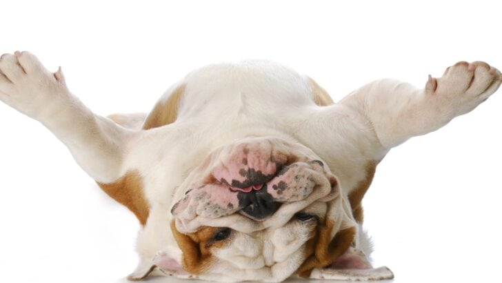 The 10 Least Obedient Dog Breeds