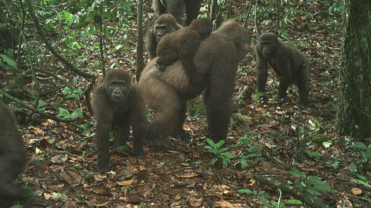 Family of Cross gorillas captured on Trail cam