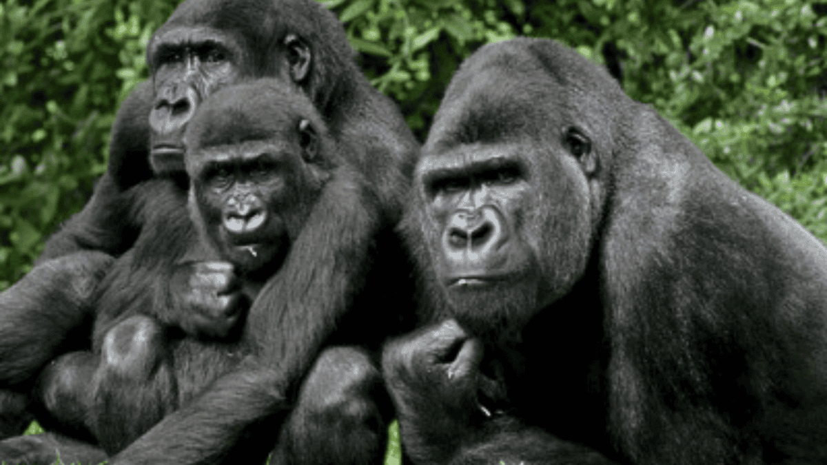 Family of Cross Gorillas
