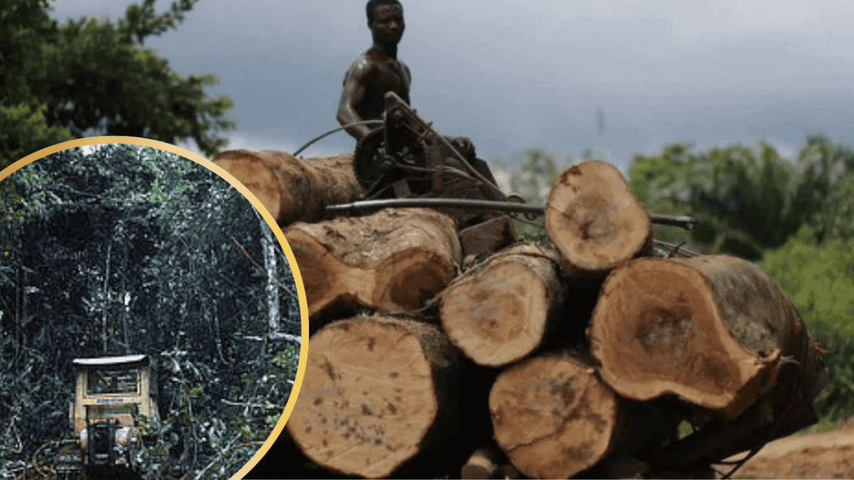 Illegal logging in Congo
