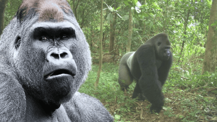 Why We Need to Save The Cross Gorilla, The Most Endangered Primate in The World