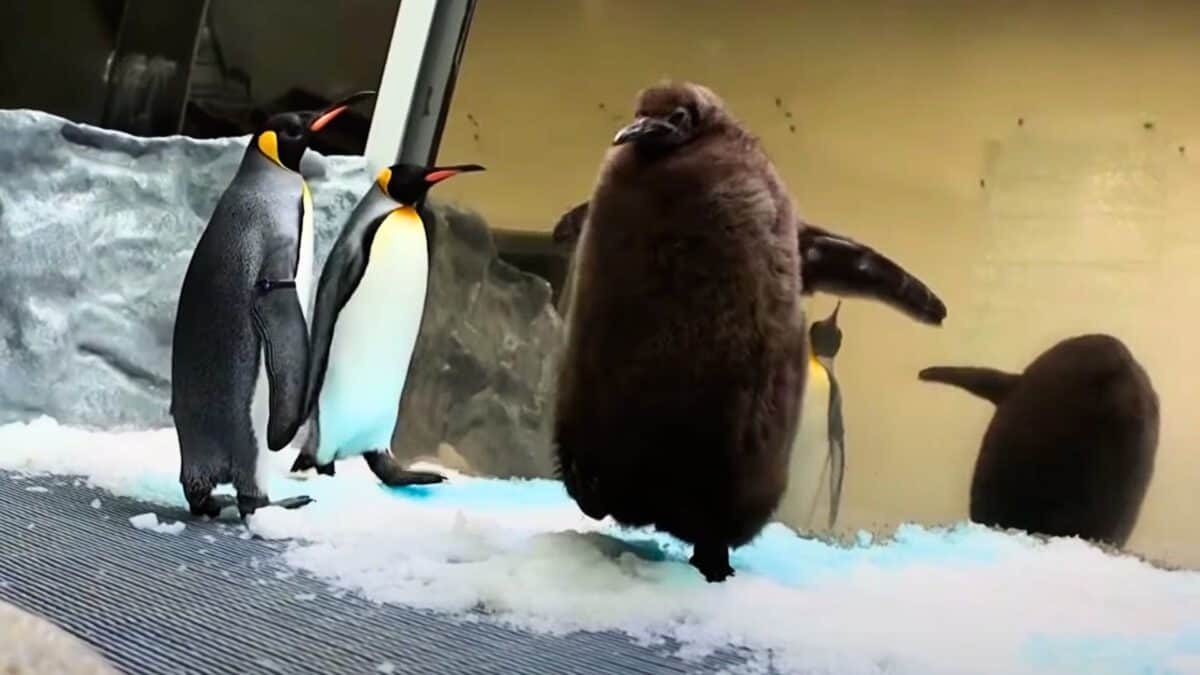 chunky baby penguin