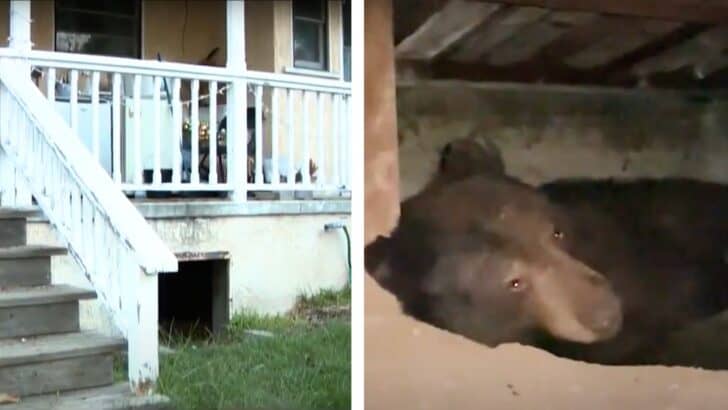 Bear Makes Itself Right at Home and Moves in Under a Couple’s House in Sierra Madre